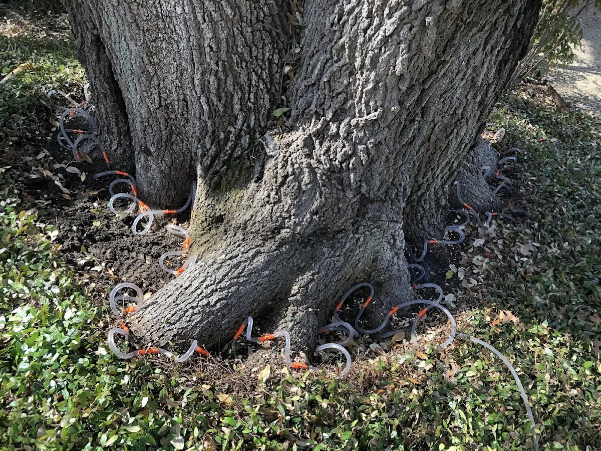 Detailed Shrub and Hedge Trimming job site in Hallieford