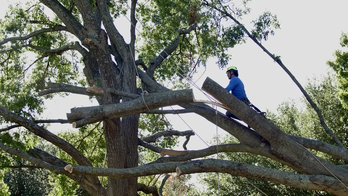 Professional Hazardous Tree Removal performed by certified arborists in Hallieford