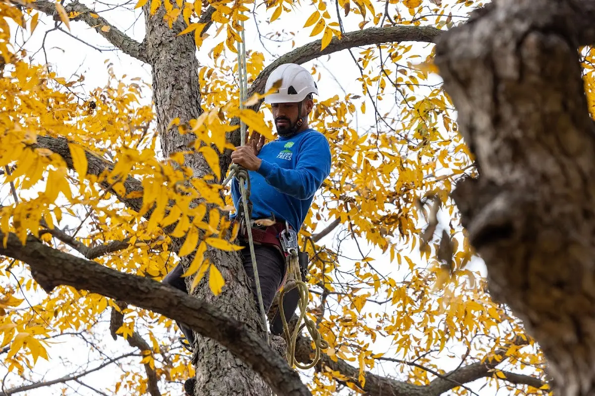 Skilled Tree Disease Treatment crew working in Hallieford